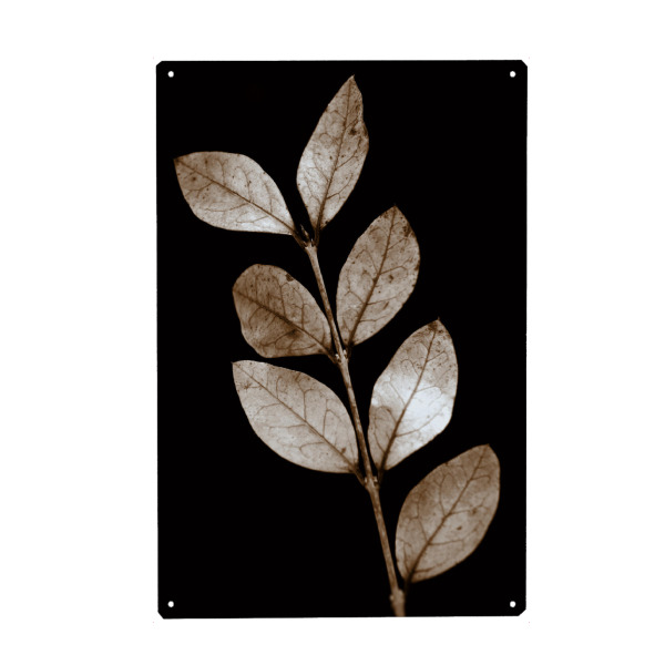 Holzbild "Zweig mit transparenten Blättern" artboxONE - Natur,Floral,Abstrakt