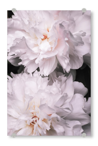 Acrylglasbild "Contigo" artboxONE - Floral - Peony,Pfingstrosen,Flowers,Blumen,Love,Blüten,Floral,Closeup,Nahaufnahme