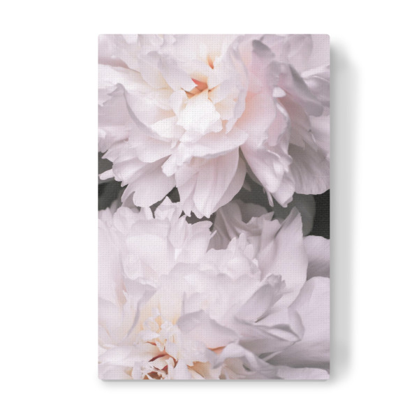 Leinwandbild "Contigo" artboxONE - Floral - Peony,Pfingstrosen,Flowers,Blumen,Love,Blüten,Floral,Closeup,Nahaufnahme