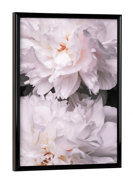 Poster mit schwarzem Rahmen "Contigo" artboxONE - Floral - Peony,Pfingstrosen,Flowers,Blumen,Love,Blüten,Floral,Closeup,Nahaufnahme