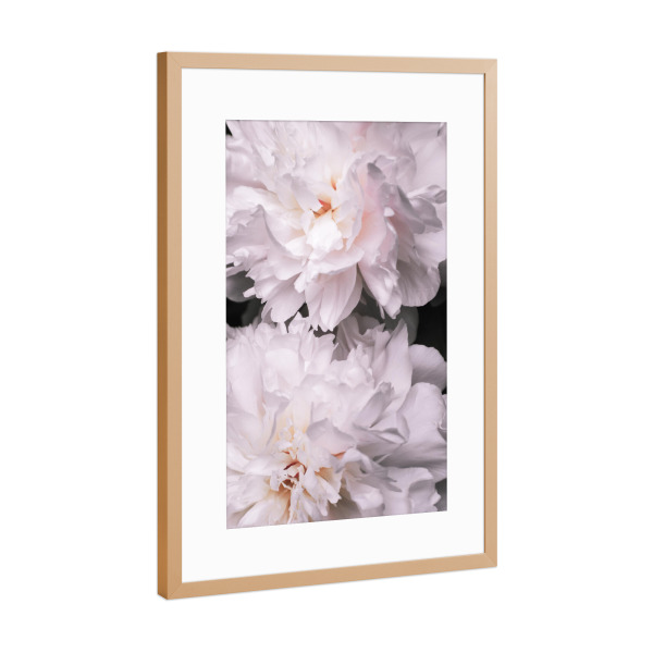 Poster mit Rahmen Kupfer "Contigo" artboxONE - Floral - Peony,Pfingstrosen,Flowers,Blumen,Love,Blüten,Floral,Closeup,Nahaufnahme