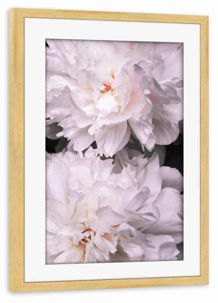 Poster mit Rahmen kiefer "Contigo" artboxONE - Floral - Peony,Pfingstrosen,Flowers,Blumen,Love,Blüten,Floral,Closeup,Nahaufnahme
