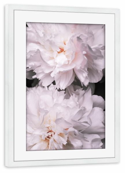 Poster mit Rahmen weiß "Contigo" artboxONE - Floral - Peony,Pfingstrosen,Flowers,Blumen,Love,Blüten,Floral,Closeup,Nahaufnahme
