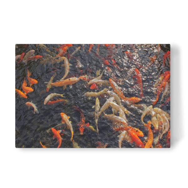 Leinwandbild "Koi-Karpfen-Versammlung" artboxONE - Natur,Reise,Reise / Strand und Meer,Reise / Länder