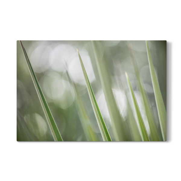 Galerie-Print "Green Floral Spears" 30x20 cm artboxONE