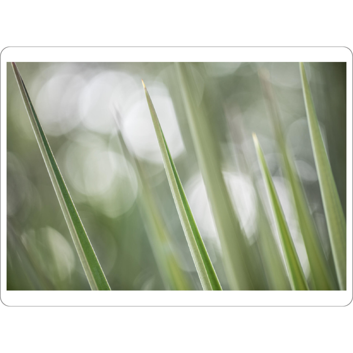 Tischset "Green Floral Spears" artboxONE - Natur,Floral - Spitze blätter,Sukkulente,Nahaufnahme,Makrofotografie,Bokeh,Pflanze,Naturfoto,Plant