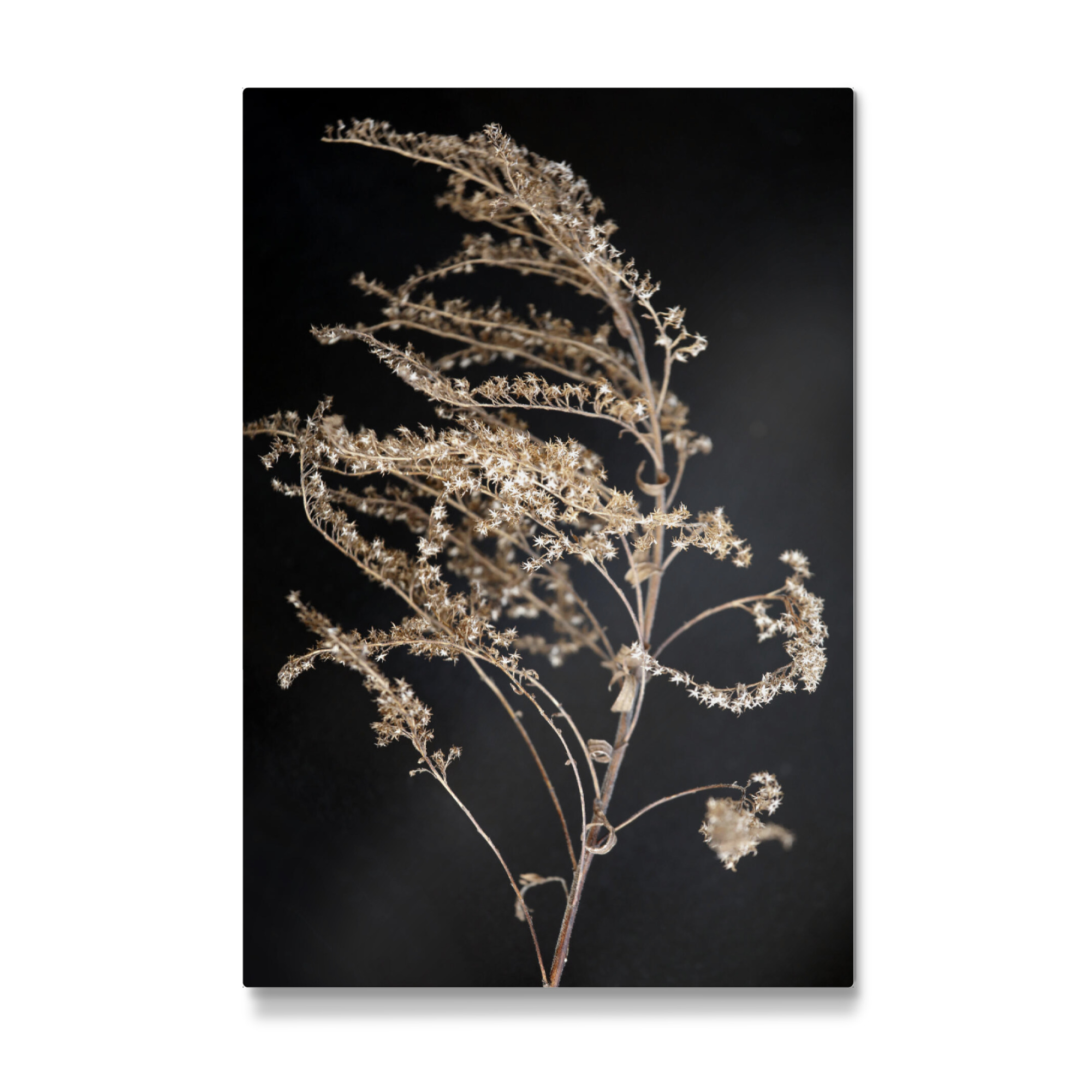 Galerie-Print "Wildblume Beige und Schwarz" 30x20 cm artboxONE