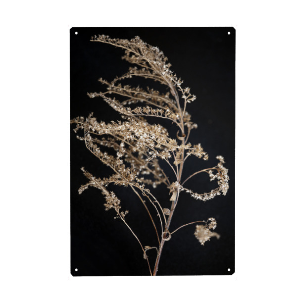 Holzbild "Wildblume Beige und Schwarz" artboxONE - Natur,Floral,Abstrakt,Schwarzweiß