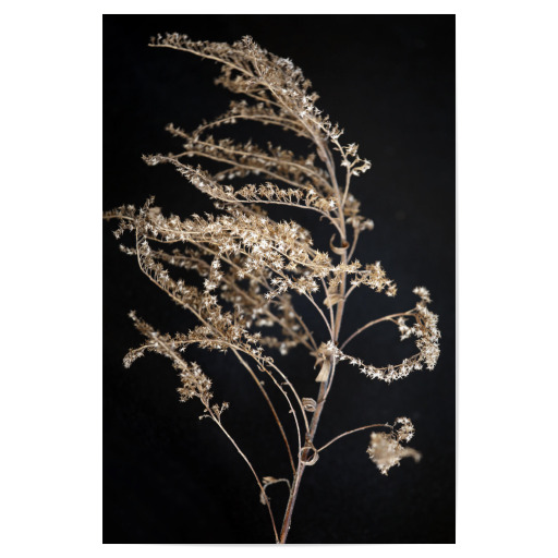 Wildblume Beige und Schwarz