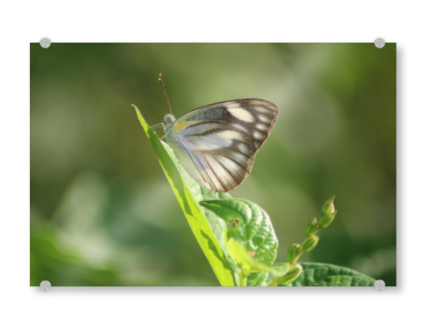Acrylglasbild "Macro closeup butterfly" artboxONE - Natur,Floral - Butterfly,Nature,White,Green,Beautiful,Macro,Schmetterling,Insekt,Insect,Natur