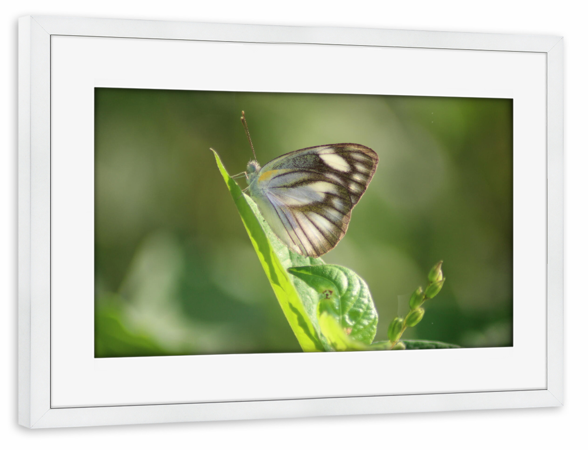 Poster mit Rahmen weiß "Macro closeup butterfly" artboxONE - Natur,Floral