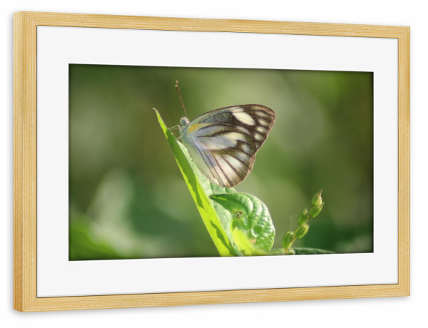 Poster mit Rahmen kiefer "Macro closeup butterfly" artboxONE - Natur,Floral