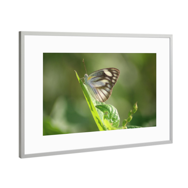 Poster mit Rahmen Silber "Macro closeup butterfly" artboxONE - Natur,Floral
