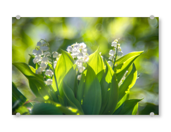 Acrylglasbild "Maiglöckchen" artboxONE - Floral