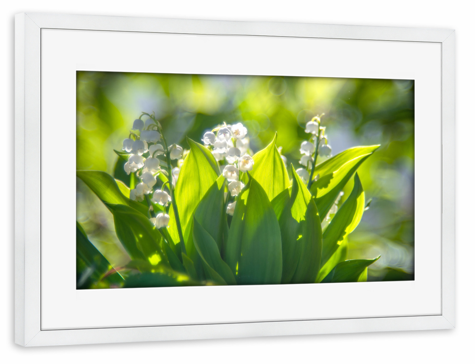 Poster mit Rahmen weiß "Maiglöckchen" artboxONE - Floral