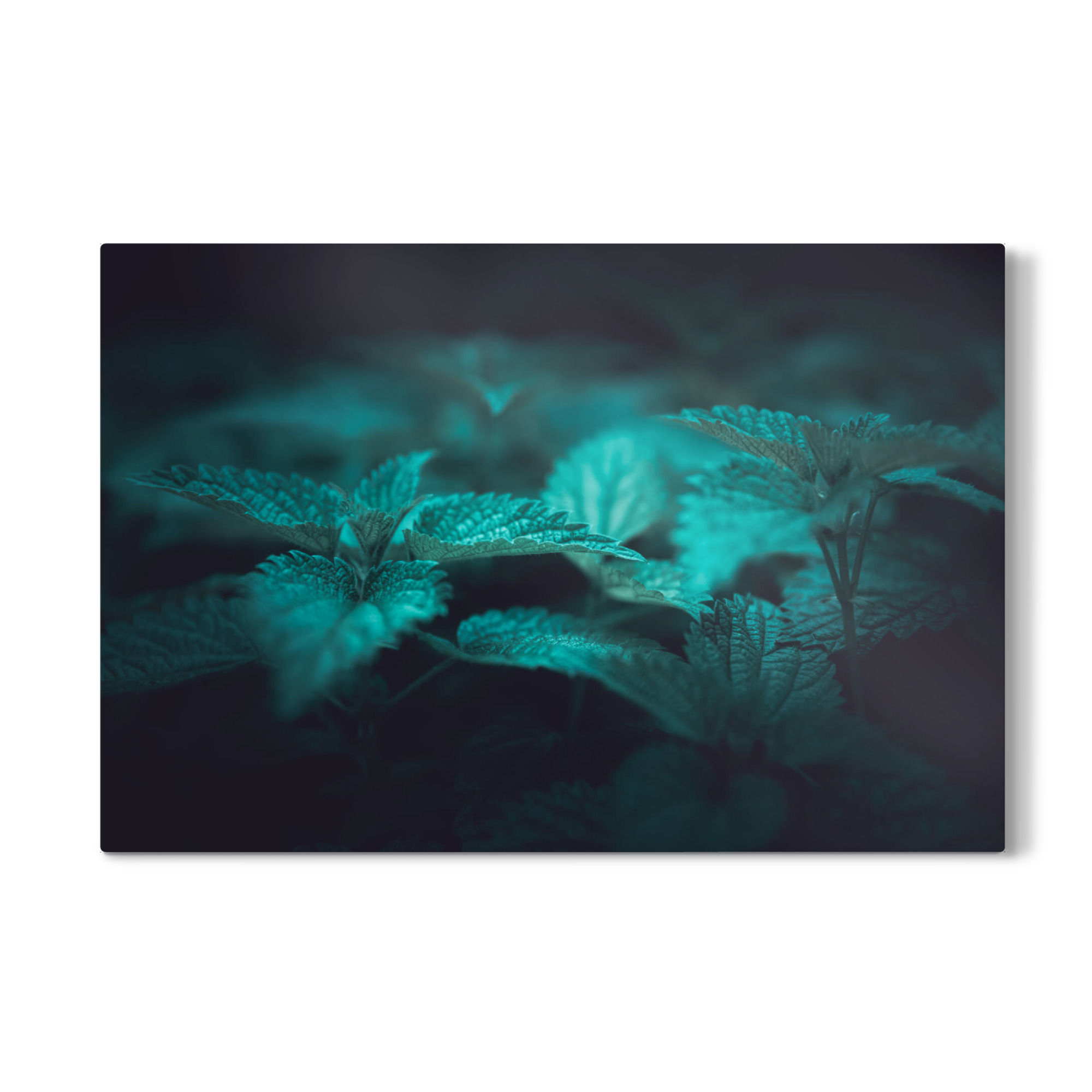 Galerie-Print "Brennnesseln" 75x50 cm artboxONE