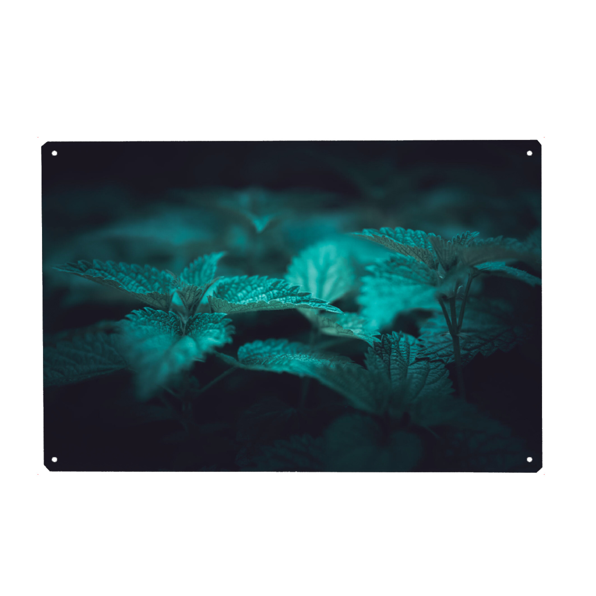 Metall Poster "Brennnesseln" artboxONE - Natur,Floral - Brennnessel,Dunkel,Naturfoto,Nahaufnahme,Pflanzen,Urtica,Plant - Blechschild