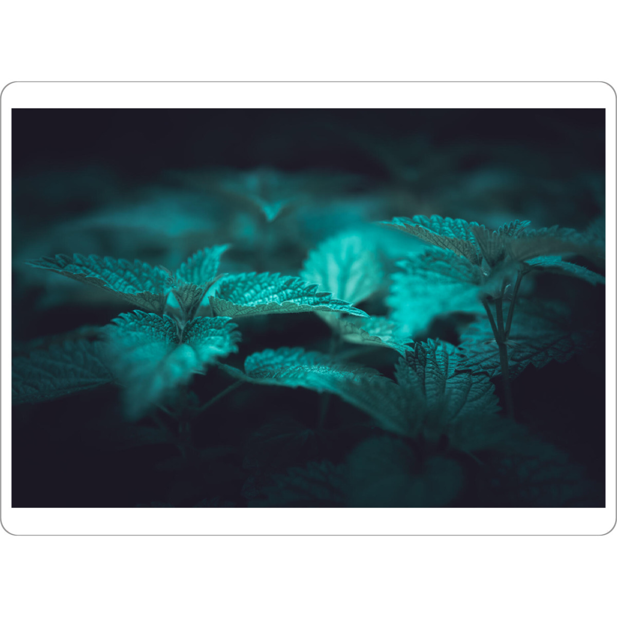 Tischset "Brennnesseln" artboxONE - Natur,Floral - Brennnessel,Dunkel,Naturfoto,Nahaufnahme,Pflanzen,Urtica,Plant - Bild brennnessel