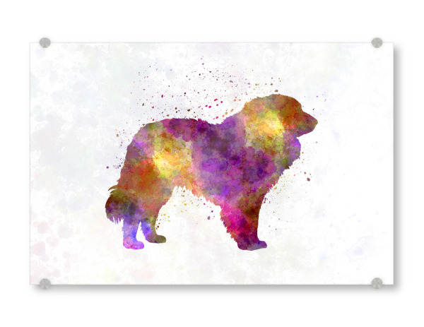 Acrylglasbild "Estrela Mountain Dog in watercolor" artboxONE - Tiere,Abstrakt