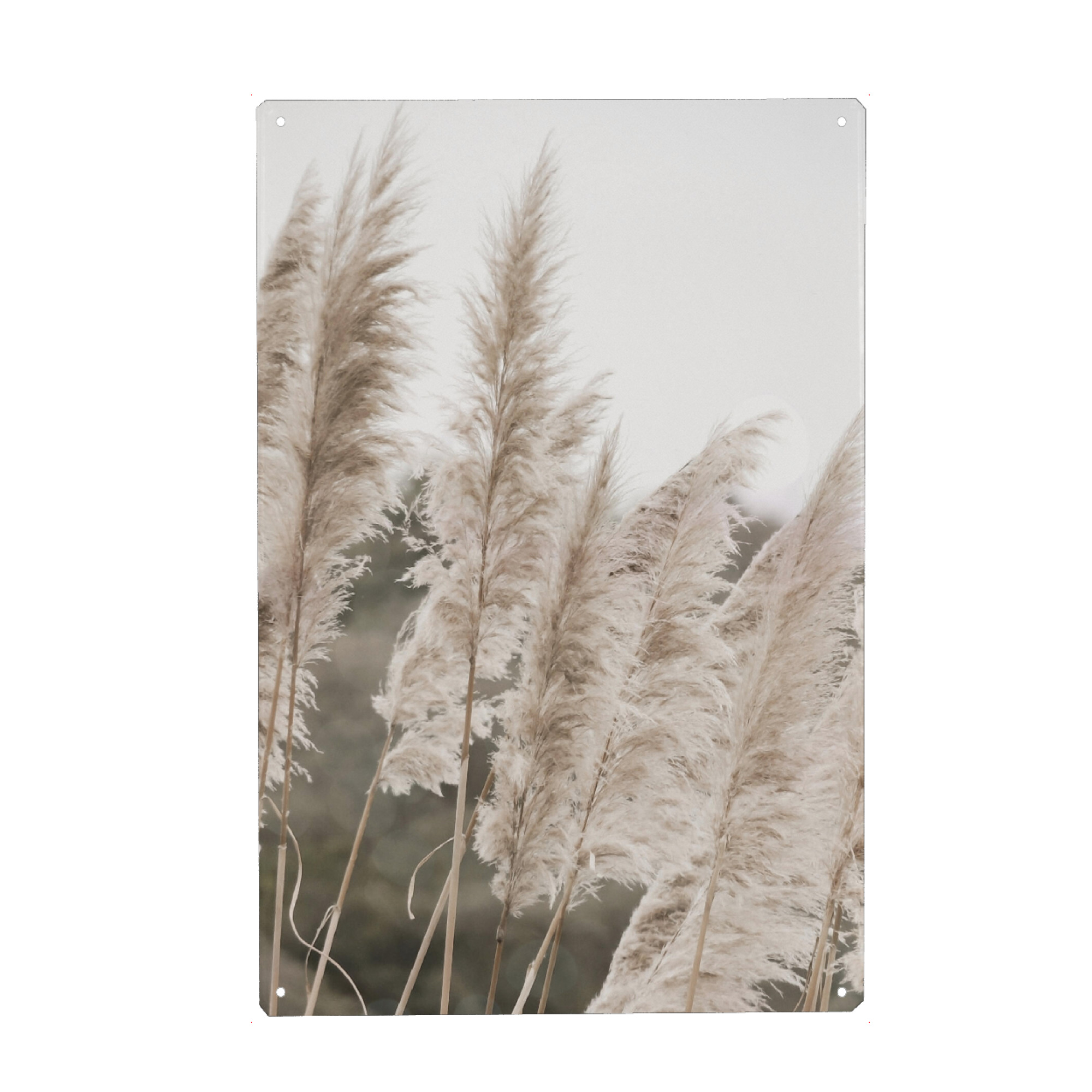 Metall Poster "Sunny Pampas" artboxONE - Natur,Floral