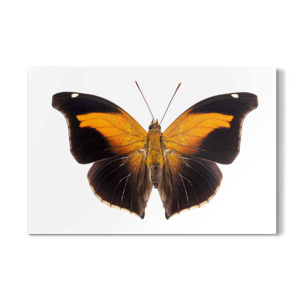 Galerie-Print "Butterfly species Historis" 30x20 cm artboxONE