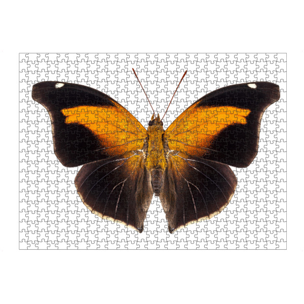 Puzzle Ravensburger "Butterfly species Historis" artboxONE - Natur,Tiere