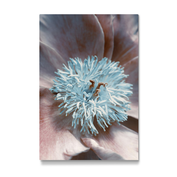 Galerie-Print "Rustic peony" 30x20 cm artboxONE