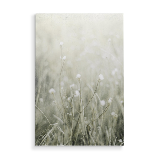 Sunny Grass