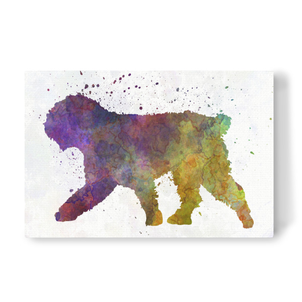 Leinwandbild "Spanish Water Dog in watercolor" artboxONE - Tiere,Abstrakt - Dog,Pet,Animal,Mammal,Watercolor,Abstract,Abstrakt,Bunt,Colorful,Tier,Hund