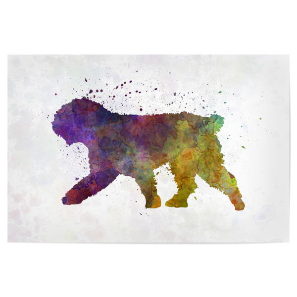 Poster "Spanish Water Dog in watercolor" artboxONE - Tiere,Abstrakt - Dog,Pet,Animal,Mammal,Watercolor,Abstract,Abstrakt,Bunt,Colorful,Tier,Hund