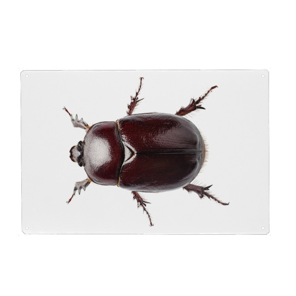 Metall Poster "European rhinoceros beetle" artboxONE - Natur,Tiere