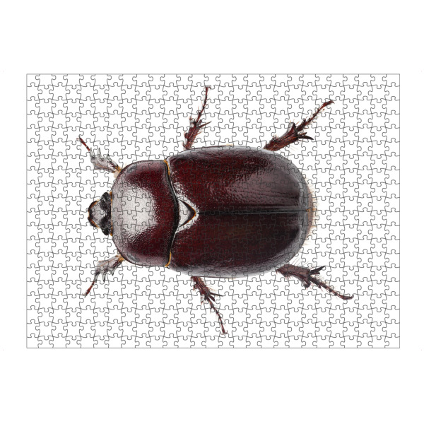Puzzle Ravensburger "European rhinoceros beetle" artboxONE - Natur,Tiere