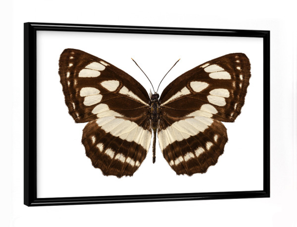 Poster mit schwarzem Rahmen "Butterfly species Neptis hylas" artboxONE - Natur,Tiere