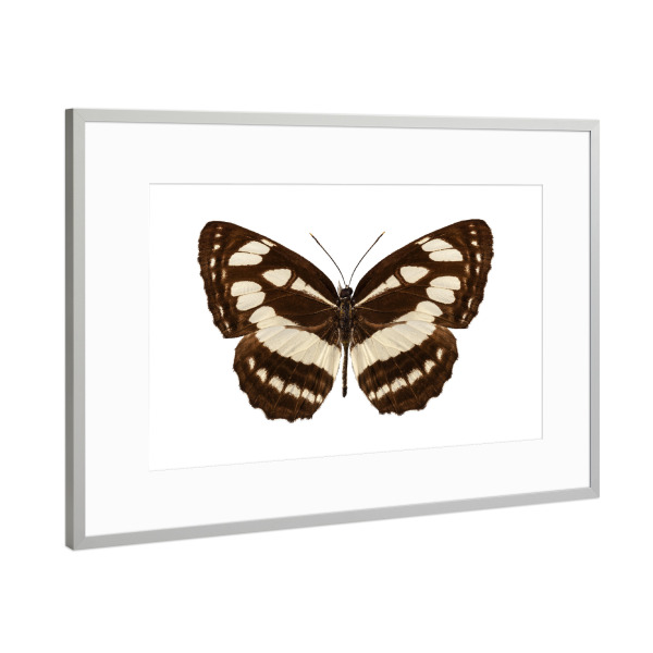 Poster mit Rahmen Silber "Butterfly species Neptis hylas" artboxONE - Natur,Tiere