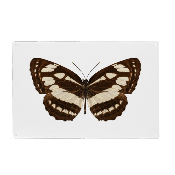 Holzbild "Butterfly species Neptis hylas" artboxONE - Natur,Tiere