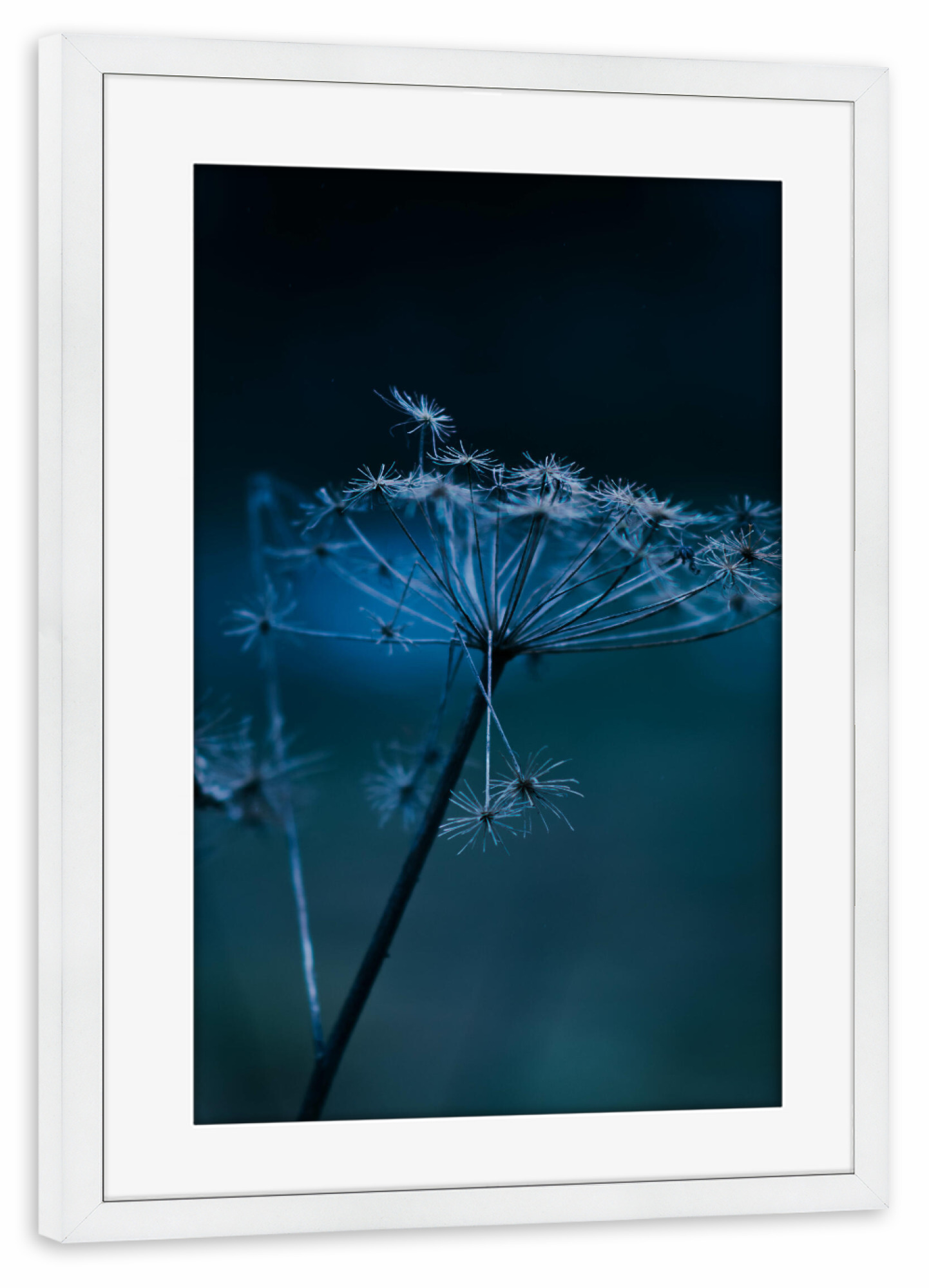 Poster mit Rahmen weiß "Bärenklaupflanze" artboxONE - Natur