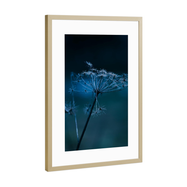 Poster mit Rahmen Gold "Bärenklaupflanze" artboxONE - Natur