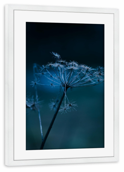 Poster mit Rahmen weiß "Bärenklaupflanze" artboxONE - Natur