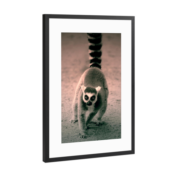 Poster mit Rahmen Schwarz (Metallic) "Niedlicher Katta Lemure" artboxONE - Für Kinder,Tiere,Schwarzweiß,Lustig
