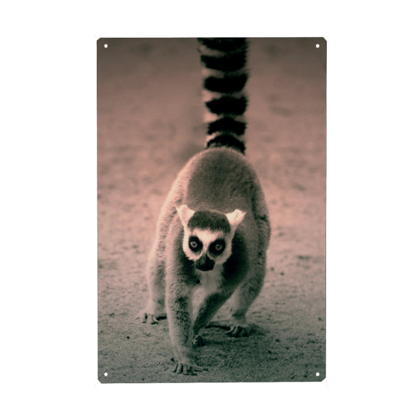 Holzbild "Niedlicher Katta Lemure" artboxONE - Für Kinder,Tiere,Schwarzweiß,Lustig