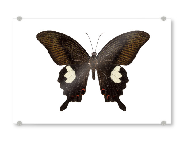 Acrylglasbild "Papilio nephelus" artboxONE - Natur,Tiere