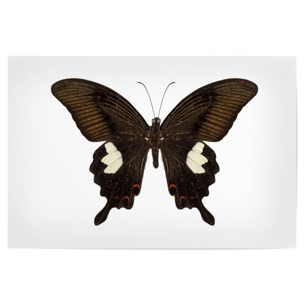 Poster "Papilio nephelus" artboxONE - Natur,Tiere
