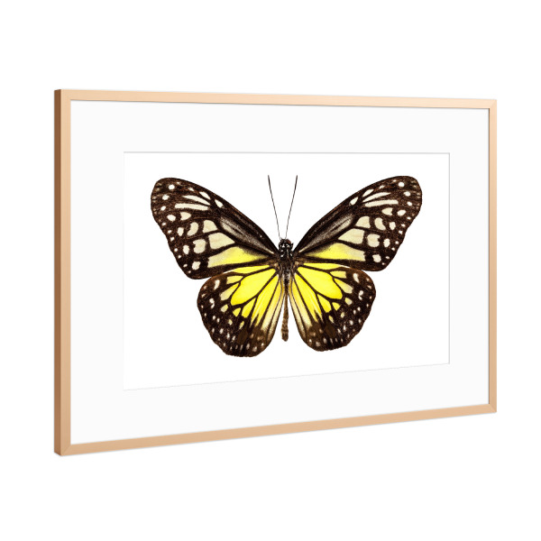 Poster mit Rahmen Kupfer "Parantica aspasia" artboxONE - Natur,Tiere