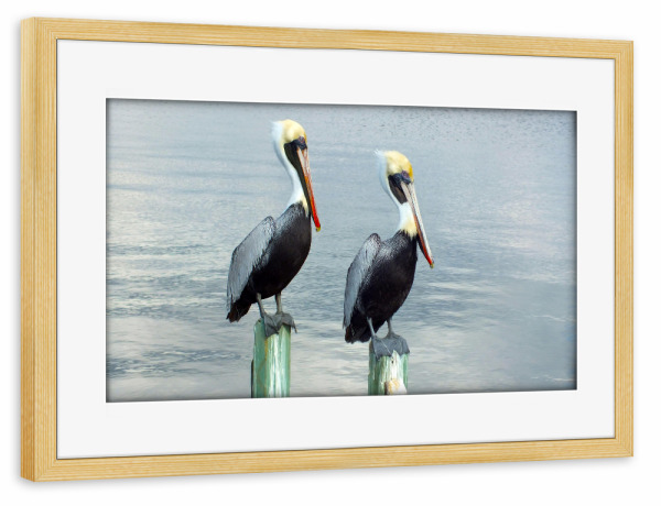 Poster mit Rahmen kiefer "Zwei Braunpelikane" artboxONE - Natur,Reise,Tiere,Reise / Strand und Meer