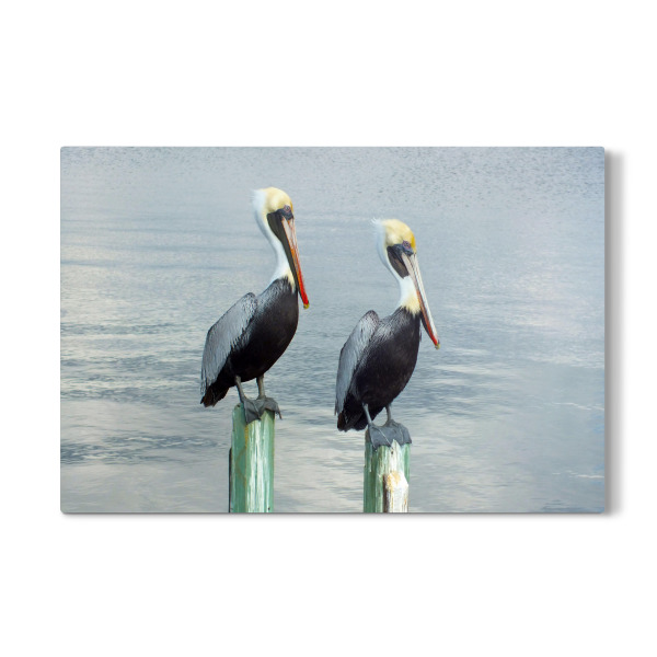 Galerie-Print "Zwei Braunpelikane" 30x20 cm artboxONE