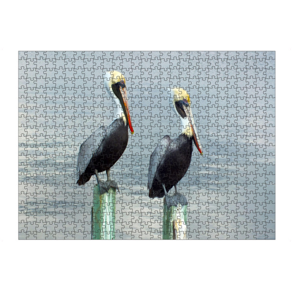 Puzzle Ravensburger "Zwei Braunpelikane" artboxONE - Natur,Reise,Tiere,Reise / Strand und Meer
