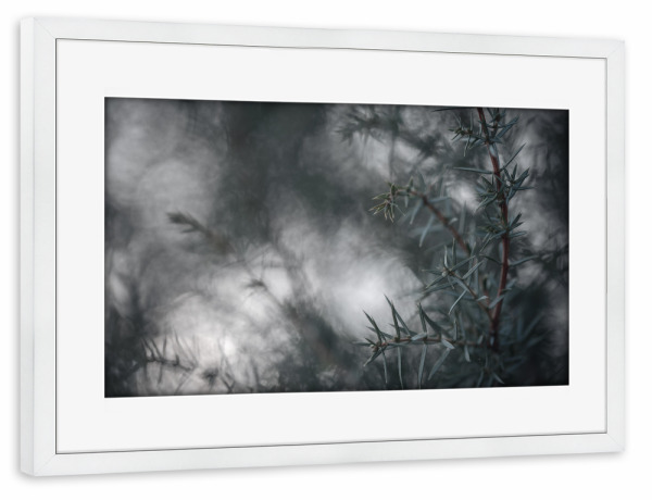 Poster mit Rahmen weiß "Juniperus" artboxONE - Natur,Floral