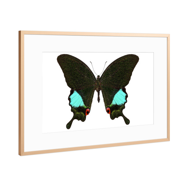 Poster mit Rahmen Kupfer "Papilio Karna Karna" artboxONE - Natur,Tiere