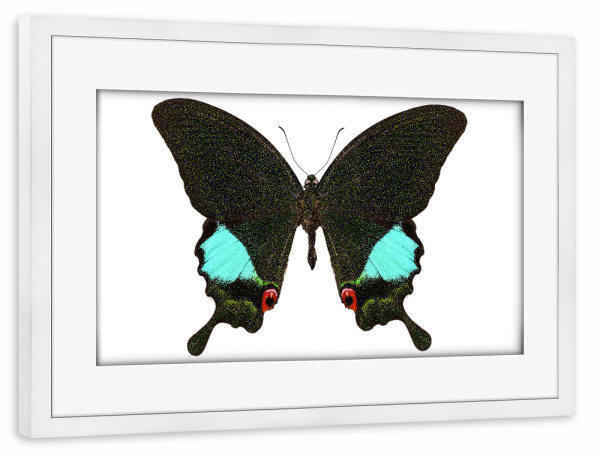 Poster mit Rahmen weiß "Papilio Karna Karna" artboxONE - Natur,Tiere