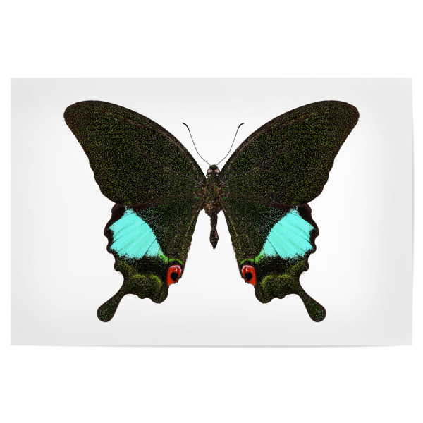 Poster 30x20 cm "Papilio Karna Karna" artboxONE - Natur,Tiere